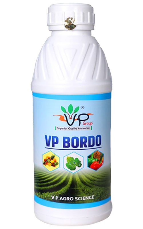 VP BORDO