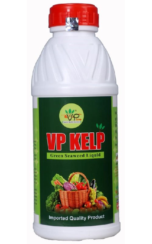 VP Kelp